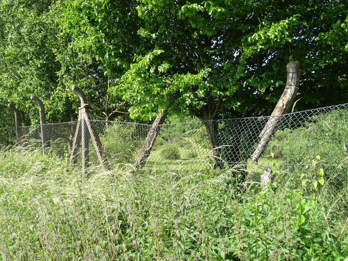 DSC00079_1.jpg
